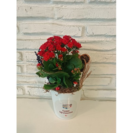 Kalanchoe Seramik Saksıda Ögretmenler Günü